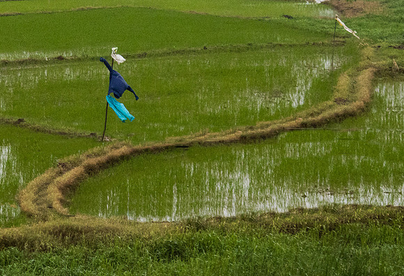 Blowing in the Wind over rice paddy north Vietnam