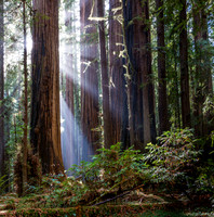 Redwood & Sun Ray