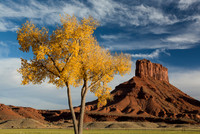 Butte & Autumn Tree