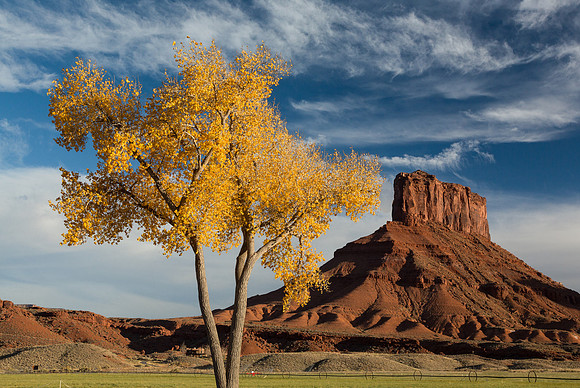 Butte & Autumn Tree
