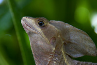 Iguana, Costa Rica