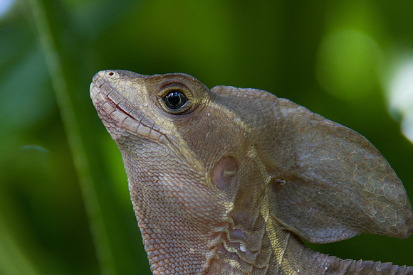 Iguana, Costa Rica