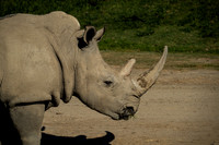 Rhinoceros, San Diego Zoo Safari Park