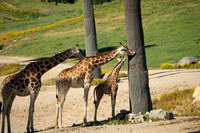 Giraffe, San diego Zoo Safari Park outside Escondido, CA