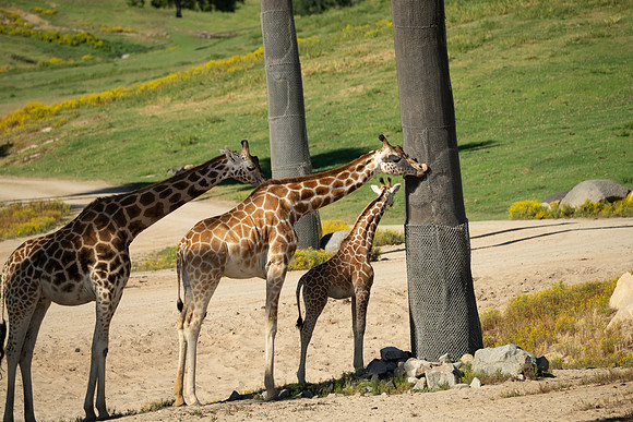 Giraffe, San diego Zoo Safari Park outside Escondido, CA
