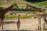 Giraffe, San diego Zoo Safari Park outside Escondido, CA