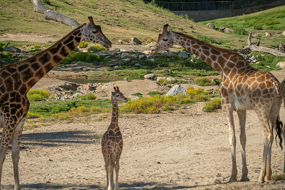 Giraffe, San diego Zoo Safari Park outside Escondido, CA