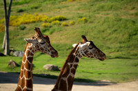 Giraffe, San diego Zoo Safari Park outside Escondido, CA