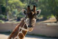 Giraffe, San diego Zoo Safari Park outside Escondido, CA