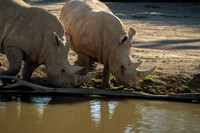 Rhinoceros, San Diego Zoo Safari Park