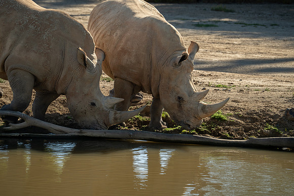 Rhinoceros, San Diego Zoo Safari Park