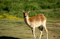 Nile-Lechwe, San diego Zoo Safari Park outside Escondido, CA