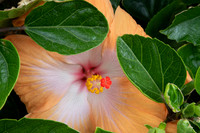 Unknown Flower.  Devenport, NZ