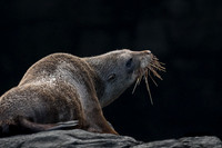 Sea Lion, Banks Peninsula, NZ