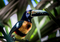 Banana Toucan - 01