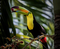 Toucan with Berry (Tikal NP)