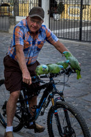 Four parrots on bike