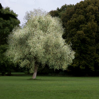 White tree