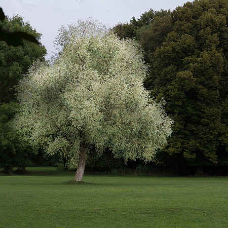 White tree