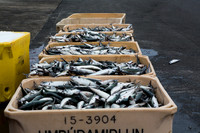 Cod Fresh off the boat