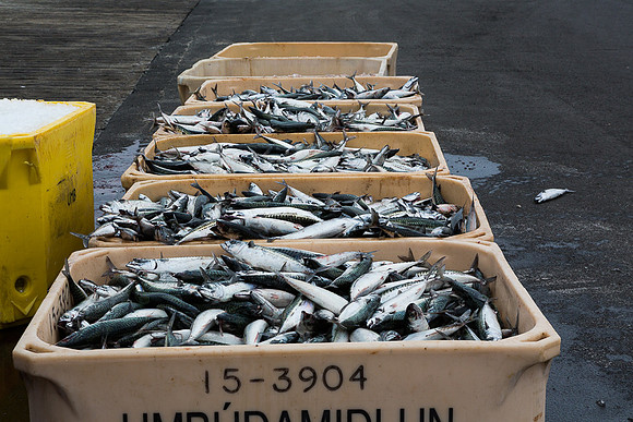 Cod Fresh off the boat