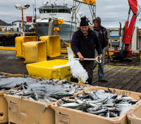 Icing the catch, Grindavik, Iceland