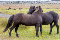 2 Icelandic Horses