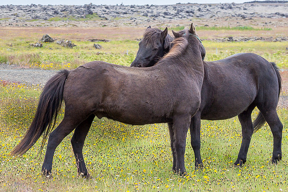 2 Icelandic Horses