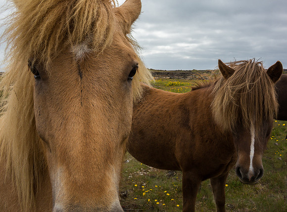 Icelandic Horses