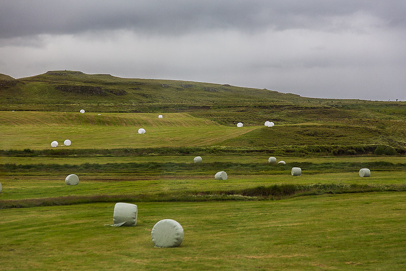 Bales of Hay, near Reykholt, Iceland