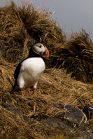 Atlantic Puffins
