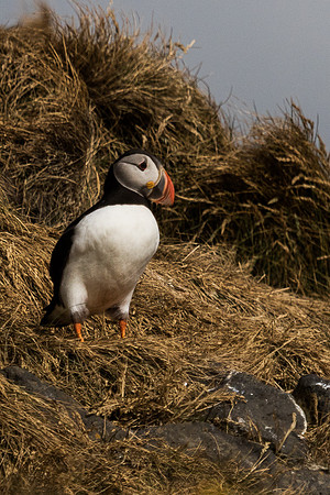 Atlantic Puffins