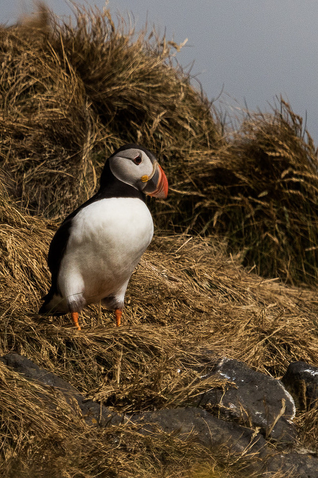 Atlantic Puffins