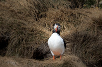 Atlantic Puffins