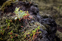Moss Covered Kirkjubæjarklaustur Lava Field