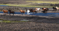 Iceland Horse Crossing #01