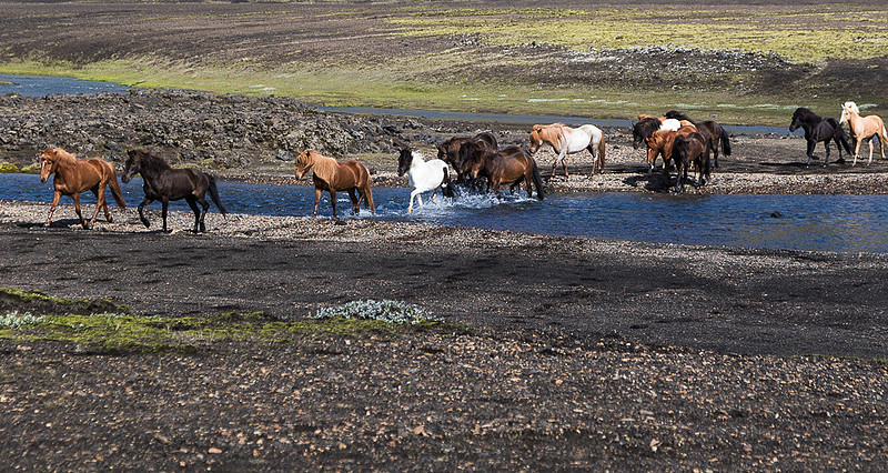 Iceland Horse Crossing #01