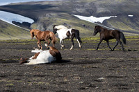 Iceland Horse Crossing #03