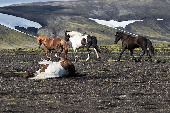 Iceland Horse Crossing #03