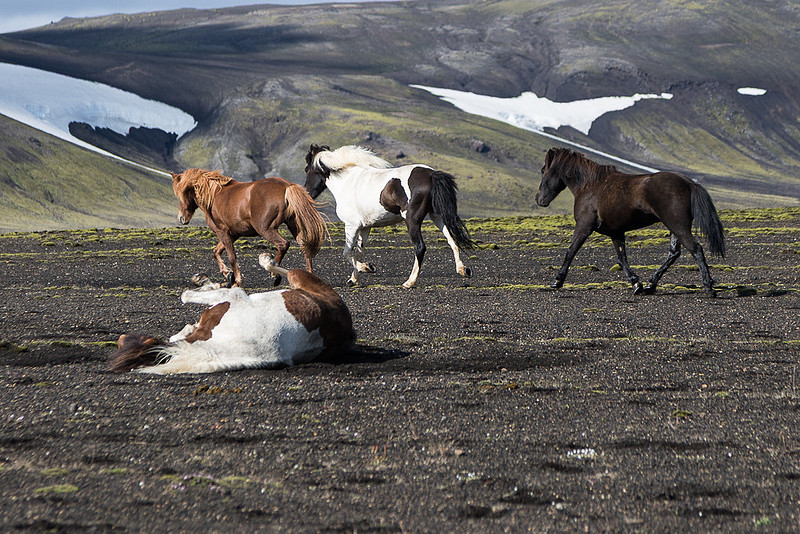 Iceland Horse Crossing #03