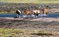 Iceland Horse Crossing #04
