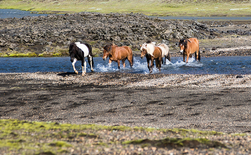 Iceland Horse Crossing #04