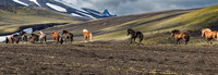 Iceland Horse Crossing #05