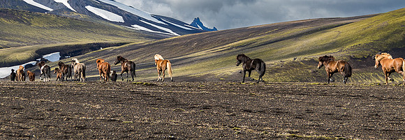 Iceland Horse Crossing #05