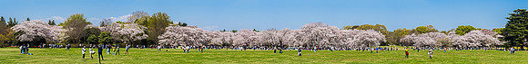 Field and Cherry tree grove in bloom