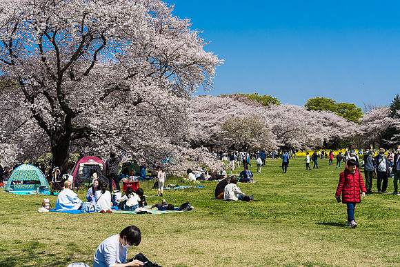 Picnic Under the Cherry blossoms