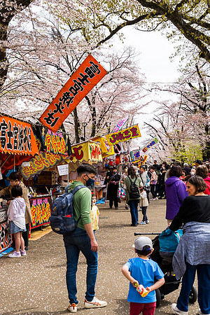 Cherry Blossom Festival, Fujimori Park