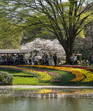 Tulips, Showa Memorial Park -4