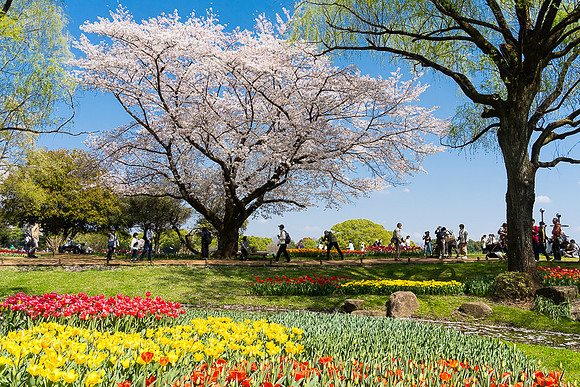 Tulip & Cherry, Showa Memorial Park