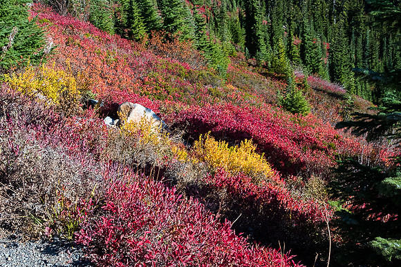 Fall Color at Mt. Rainier